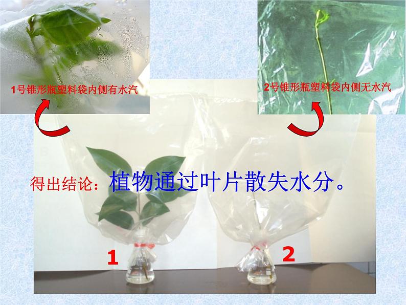 人教版生物七年级上册3.3绿色植物与生物圈的水循环 课件第8页