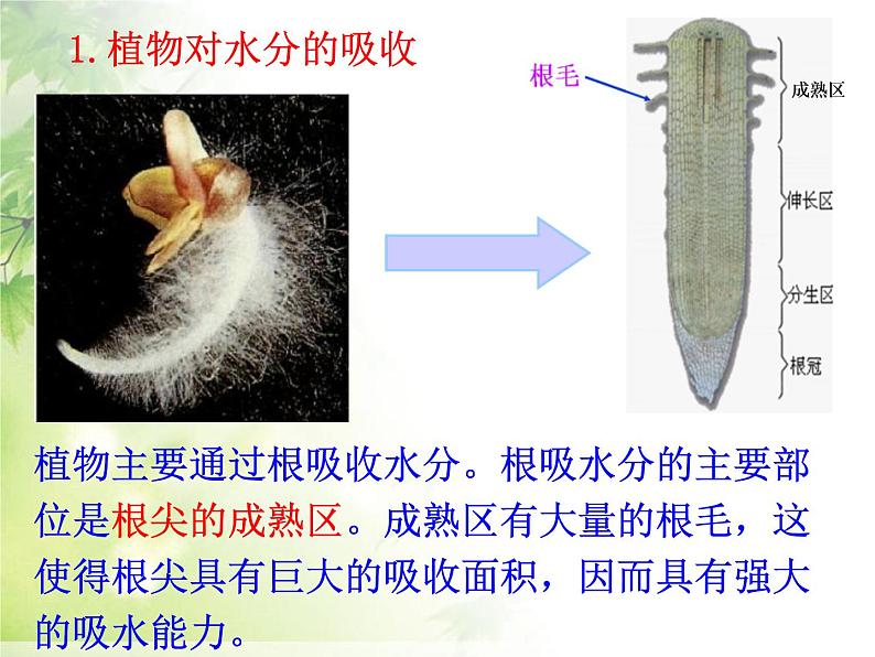 人教版生物七年级上册：3.3  绿色植物与生物圈的水循环（共36张PPT）课件03