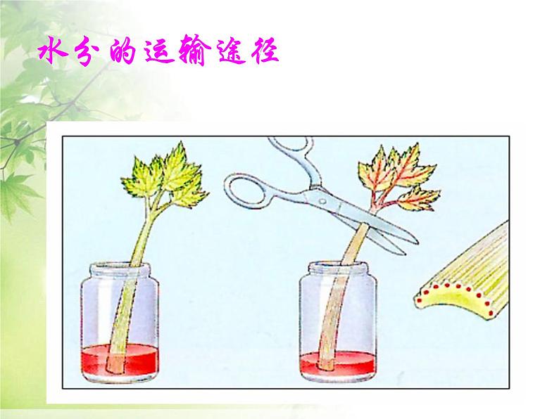 人教版生物七年级上册：3.3  绿色植物与生物圈的水循环（共36张PPT）课件04