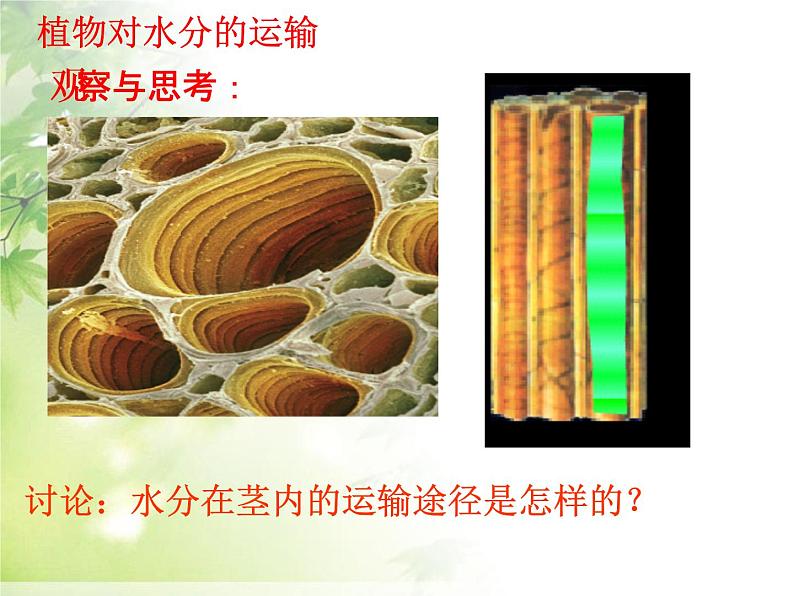 人教版生物七年级上册：3.3  绿色植物与生物圈的水循环（共36张PPT）课件06