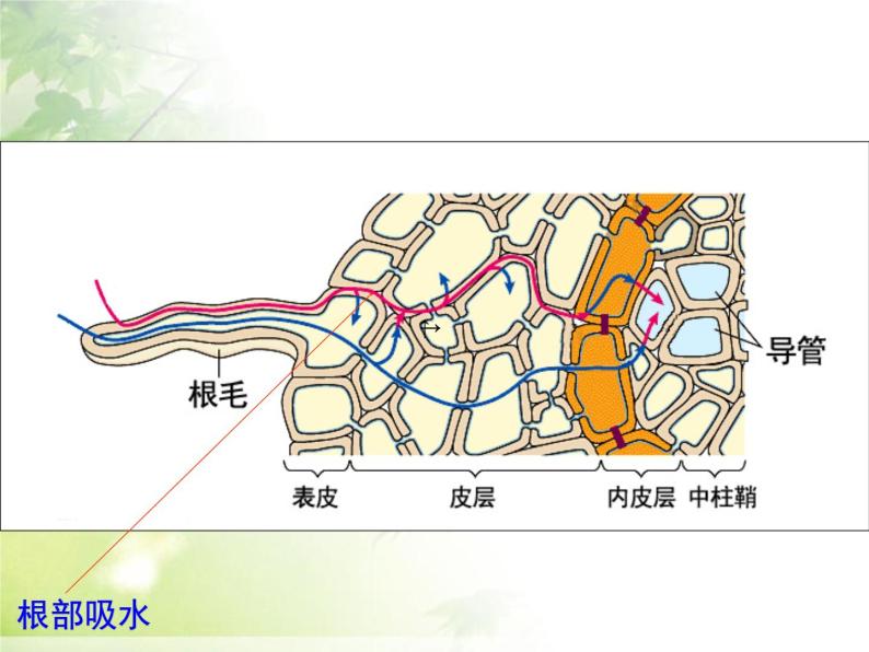 人教版生物七年级上册：3.3  绿色植物与生物圈的水循环（共36张PPT）课件08