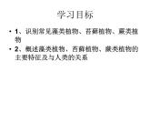 人教版七年级上册生物：3.1.1藻类、苔藓和蕨类植物课件 (2)