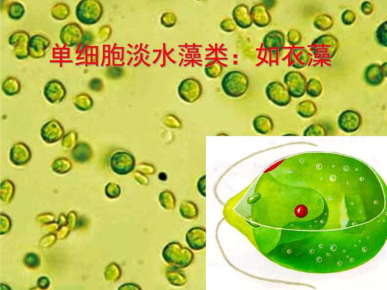 人教版七年级上册生物：3.1.1藻类、苔藓和蕨类植物课件 (2)05