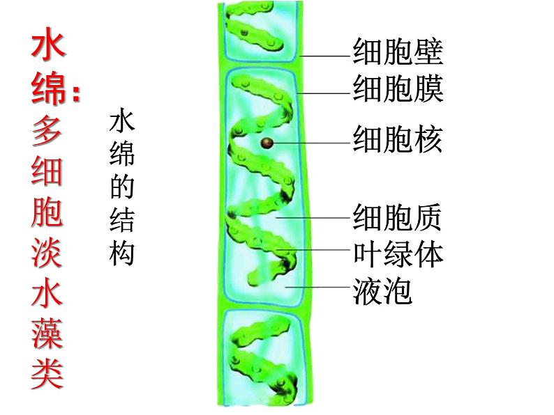 人教版七年级上册生物：3.1.1藻类、苔藓和蕨类植物课件 (2)07