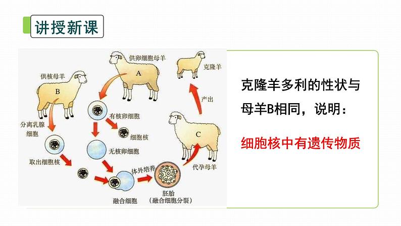 初中生物北师大版八年级上册20.2 性状遗传的物质基础 课件06