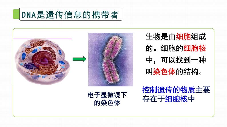 初中生物北师大版八年级上册20.2 性状遗传的物质基础 课件07