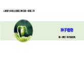 人教版七上第三单元第一章第二节   种子植物-公开课（课件)