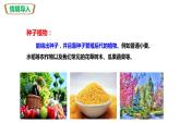 人教版七上第三单元第一章第二节   种子植物-公开课（课件)