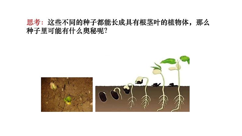 人教版七上第三单元第一章第二节   种子植物-公开课（课件)05