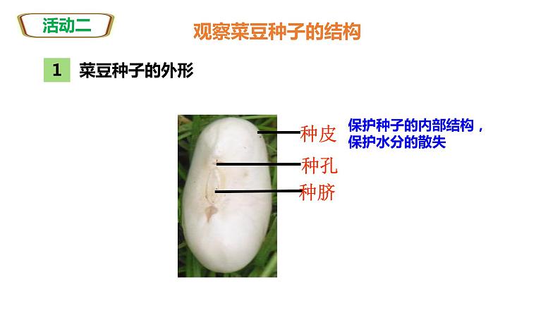 人教版七上第三单元第一章第二节   种子植物-公开课（课件)07