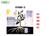 人教版七上第三单元第二章第一节 种子的萌发（课件）