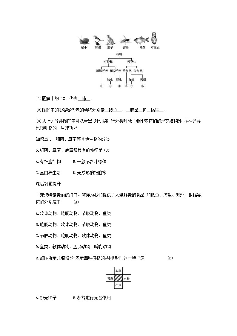 2020年人教版八年级生物上册6.1.1尝试对生物进行分类 学案03
