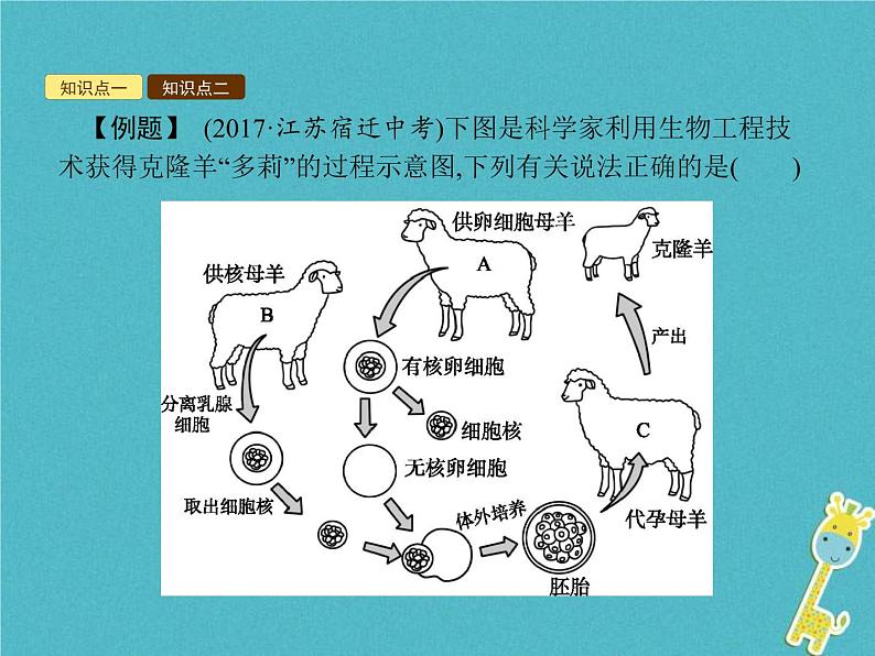 2021年济南版八年级生物下册7.2.2克隆技术 课件05