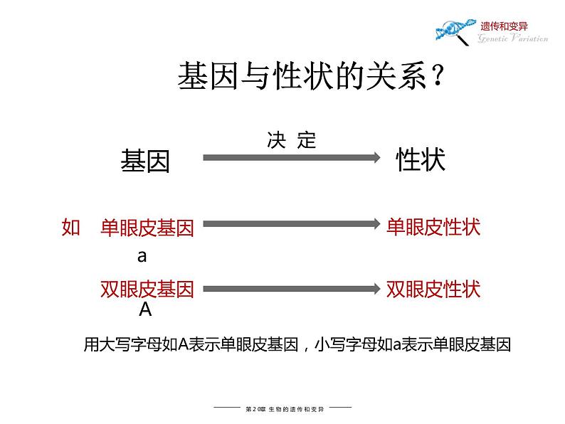 北师大版八年级上册生物：20.3 性状遗传有一定的规律 课件（36张PPT）08