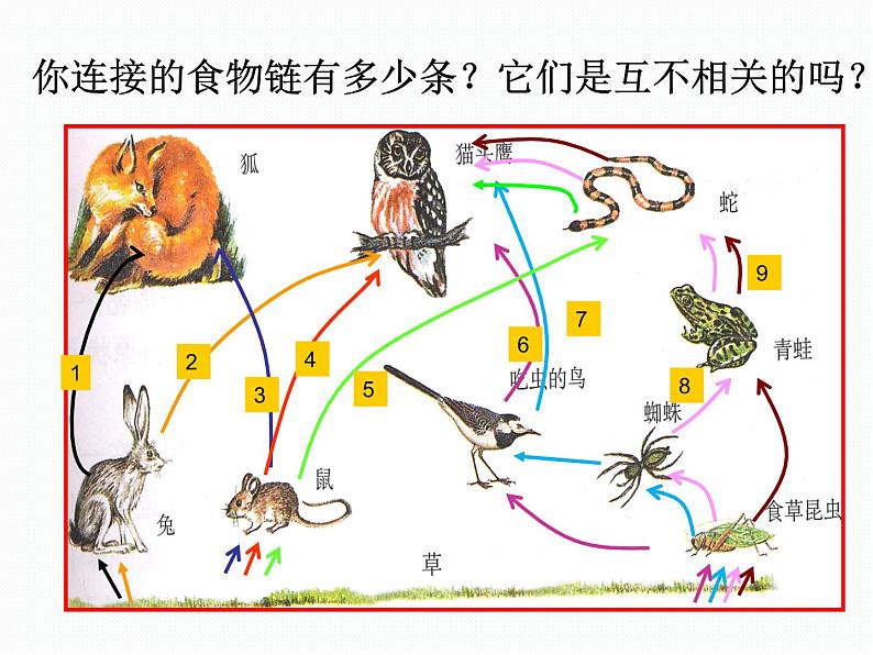 人教版初中生物七上《第二节 生物与环境组成生态系统：食物链与食物网》PPT课件第6页