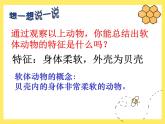 人教版初中生物八上《软体动物和节肢动物》PPT课件