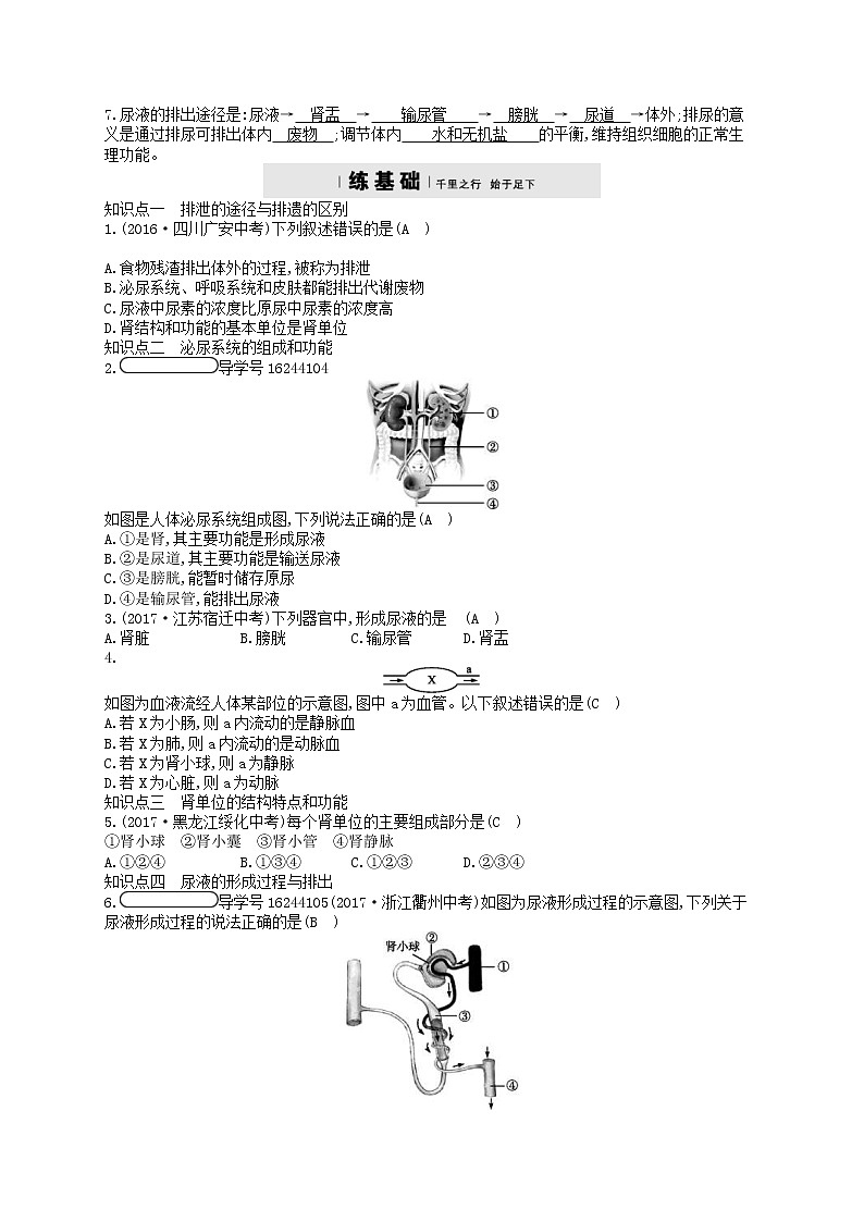 济南版七年级生物下册3.4.1尿液的形成和排出 检测(含答案)02