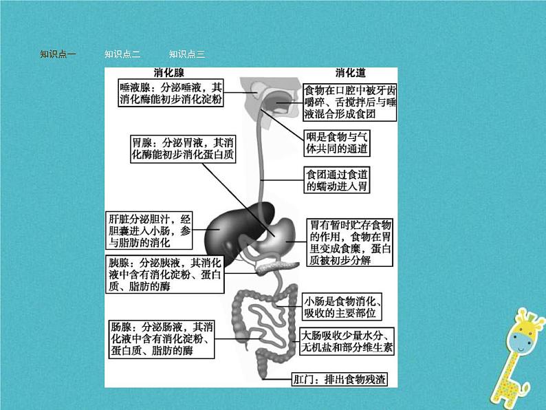 2021年济南版七年级生物下册3.1.2消化和吸收 课件(含答案)03