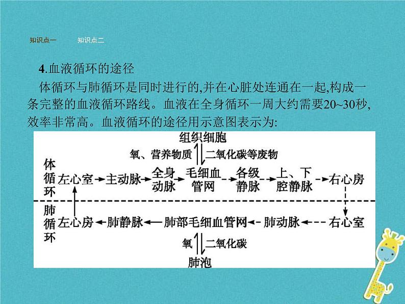 2021年济南版七年级生物下册3.3.3物质运输的途径 课件(含答案)06