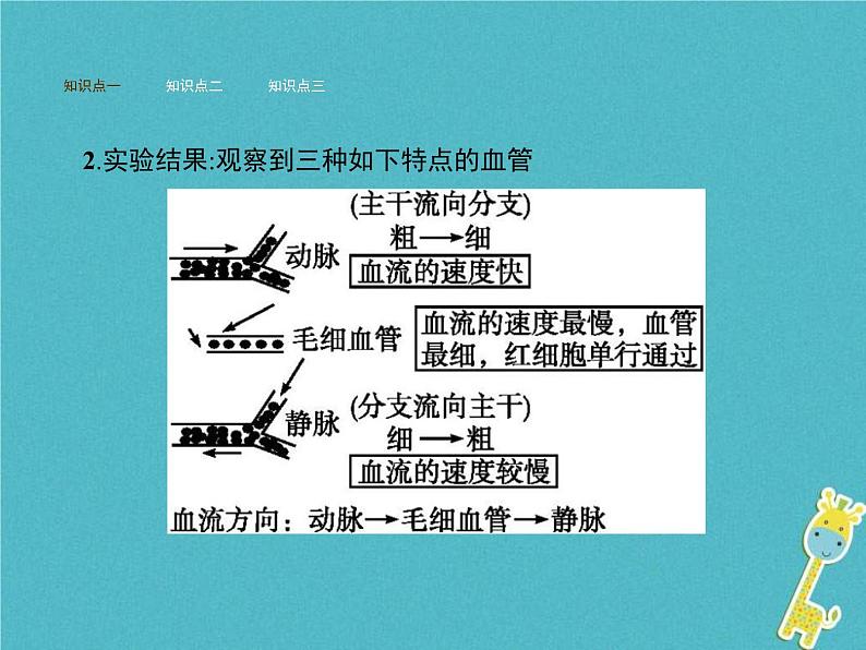 2021年济南版七年级生物下册3.3.2物质运输的器官 课件(含答案)03