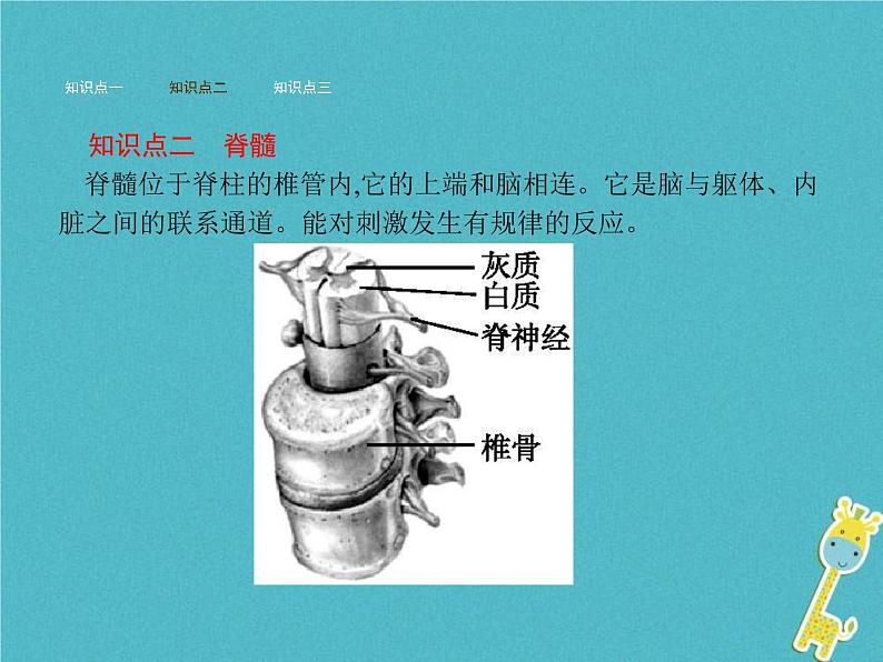 2021年济南版七年级生物下册3.5.2神经调节的结构基础 课件(含答案)06