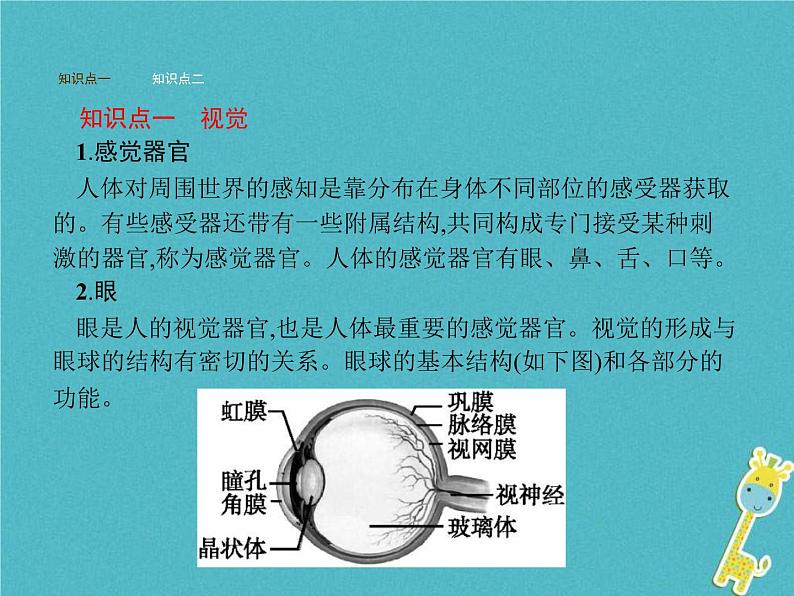 2021年济南版七年级生物下册3.5.4人体对周围世界的感知 课件(含答案)02