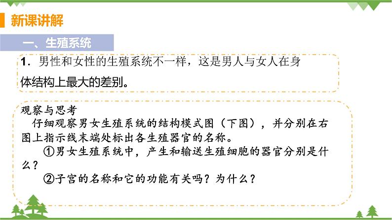 4.1.2  《人的生殖 》课件+教案+预习作业（含答案）+教材习题+习题课件05