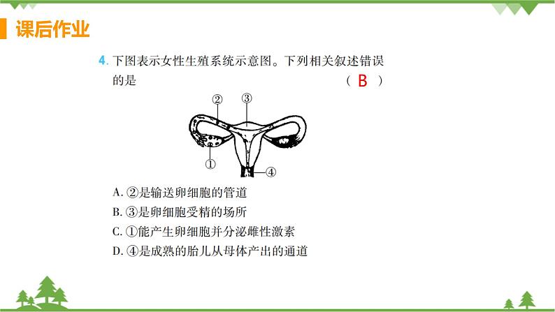 4.1.2  《人的生殖 》课件+教案+预习作业（含答案）+教材习题+习题课件04