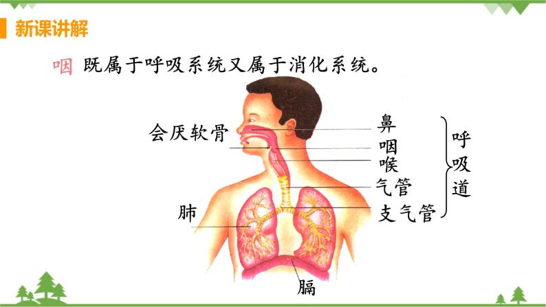 431呼吸道对空气的处理课件教案预习作业含答案教材习题课后习题课件