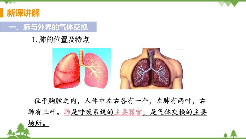 4.3.2  《发生在肺内的气体交换》课件+教案+预习作业（含答案）+教材习题+习题课件05