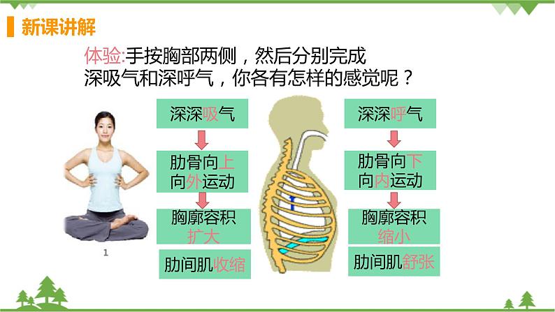 4.3.2  《发生在肺内的气体交换》课件+教案+预习作业（含答案）+教材习题+习题课件08
