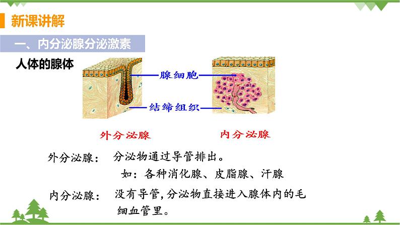 4.6.4 《激素调节》 课件+教案+预习作业（含答案）+教材习题+习题课件05