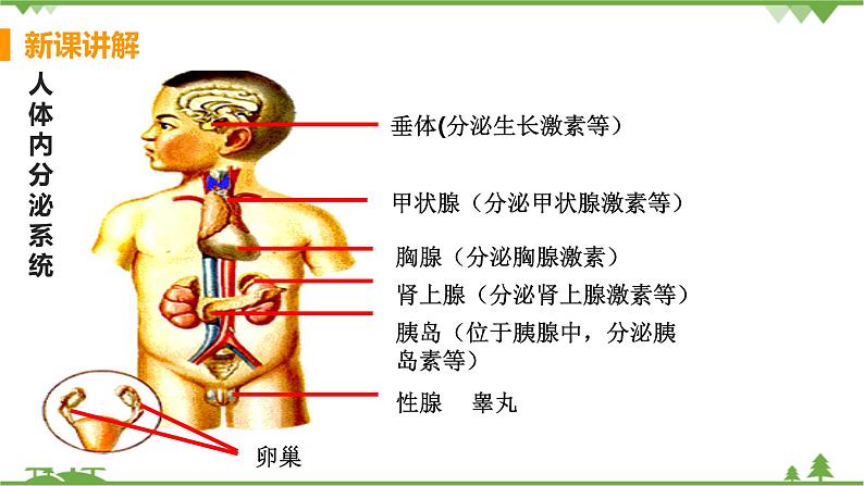 4.6.4 《激素调节》 课件+教案+预习作业（含答案）+教材习题+习题课件07