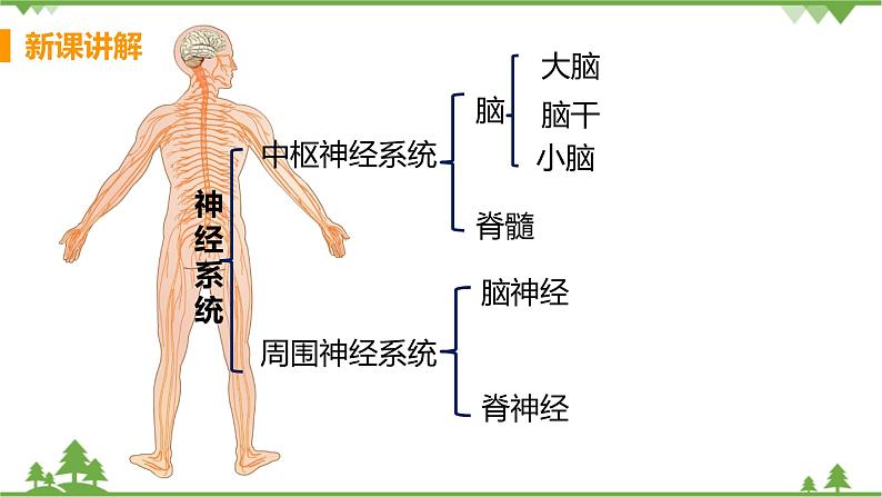 4.6.2 《神经系统的组成 》课件+教案+预习作业（含答案）+教材习题+习题课件08