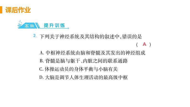 4.6.2 《神经系统的组成 》课件+教案+预习作业（含答案）+教材习题+习题课件03