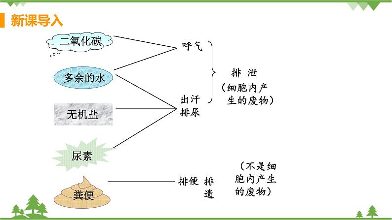 4.5  《人体内废物的排出》 课件+教案+预习作业（含答案）+教材习题+习题课件05