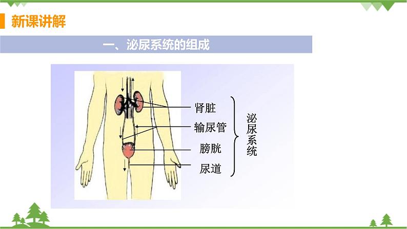 4.5  《人体内废物的排出》 课件+教案+预习作业（含答案）+教材习题+习题课件06