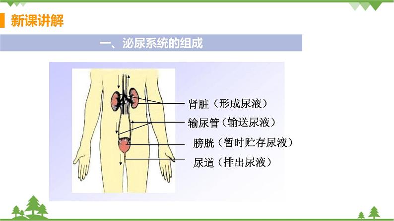 4.5  《人体内废物的排出》 课件+教案+预习作业（含答案）+教材习题+习题课件07