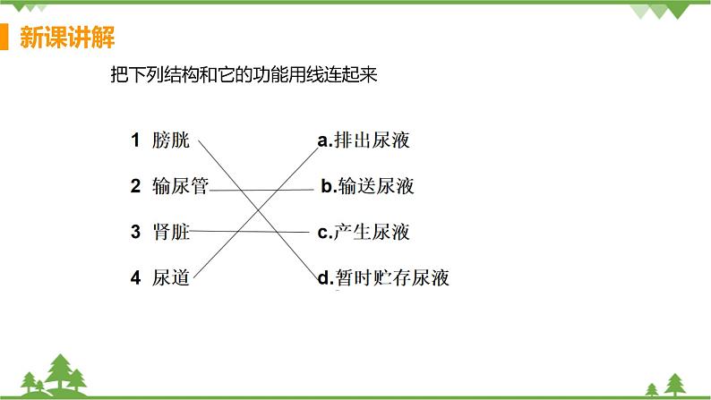 4.5  《人体内废物的排出》 课件+教案+预习作业（含答案）+教材习题+习题课件08