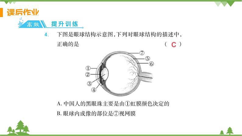 4.6.1 《人体对外界环境的感知 》课件+教案+预习作业（含答案）+教材习题+习题课件05