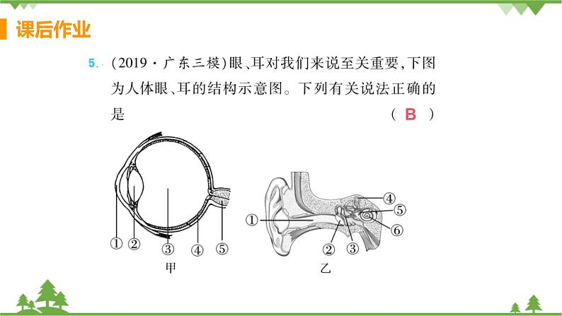 4.6.1 《人体对外界环境的感知 》课件+教案+预习作业（含答案）+教材习题+习题课件07
