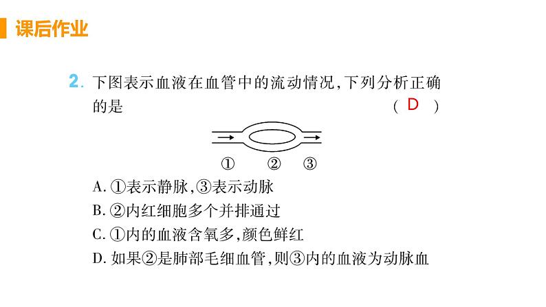 4.4.2  《血流的管道——血管》课件+教案+预习作业（含答案）+教材习题+习题课件03