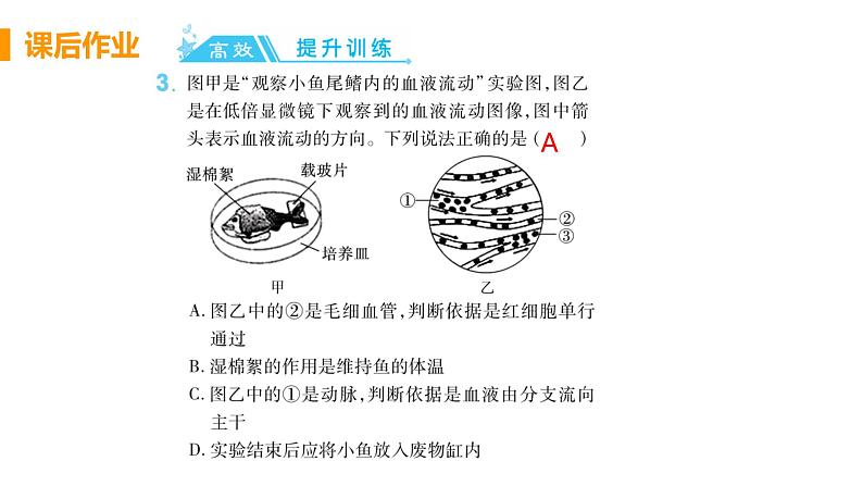 4.4.2  《血流的管道——血管》课件+教案+预习作业（含答案）+教材习题+习题课件04