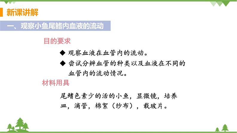 4.4.2  《血流的管道——血管》课件+教案+预习作业（含答案）+教材习题+习题课件05