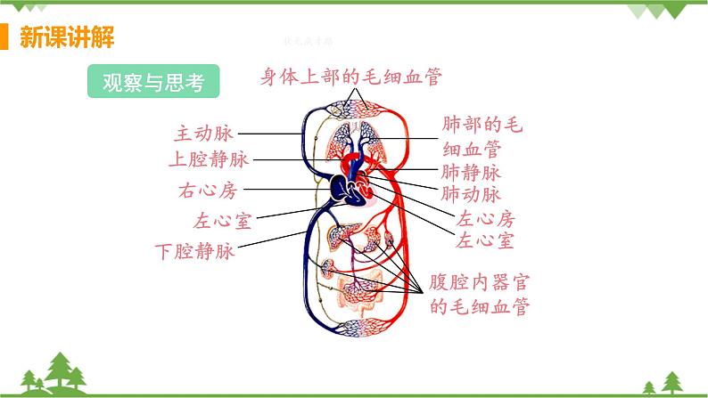 4.4.3 《 输送血液的泵——心脏》 课件+教案+预习作业（含答案）+教材习题+习题课件06