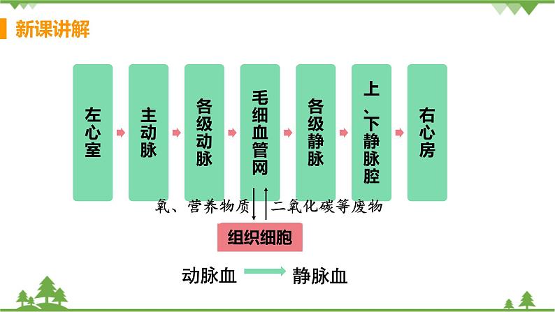 4.4.3 《 输送血液的泵——心脏》 课件+教案+预习作业（含答案）+教材习题+习题课件08