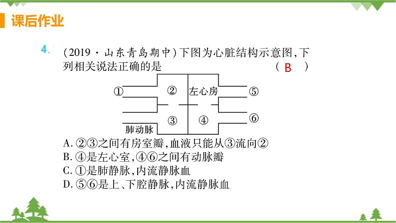 4.4.3 《 输送血液的泵——心脏》 课件+教案+预习作业（含答案）+教材习题+习题课件05