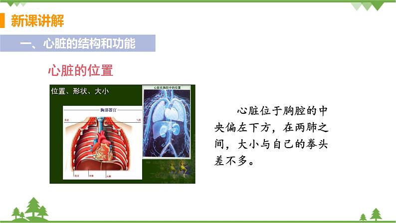 4.4.3 《 输送血液的泵——心脏》 课件+教案+预习作业（含答案）+教材习题+习题课件06