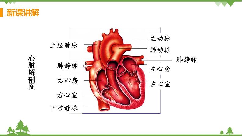 4.4.3 《 输送血液的泵——心脏》 课件+教案+预习作业（含答案）+教材习题+习题课件07