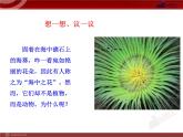 第5单元 第1章 第1节 腔肠动物和扁形动物PPT课件